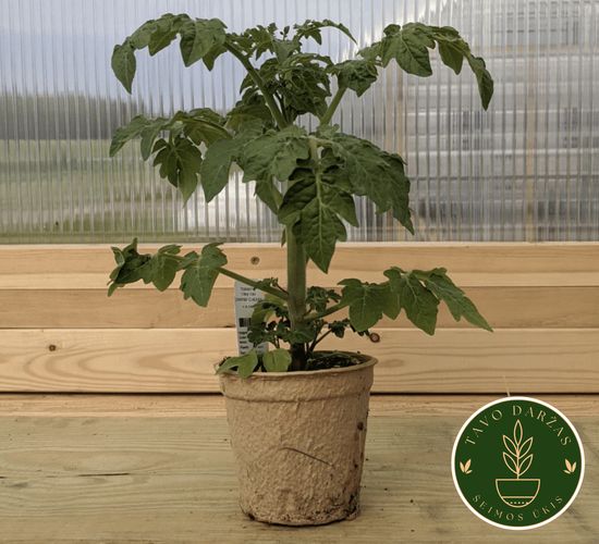 Pomidorų, agurkų, paprikų, kitų daržovių daigai