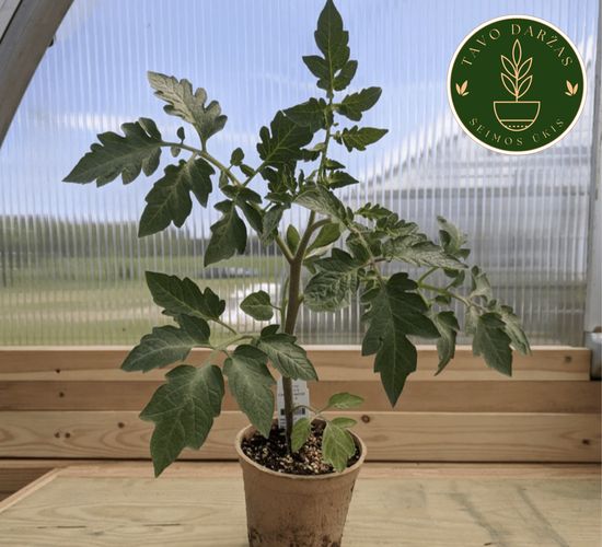 Pomidorų, agurkų, paprikų, kitų daržovių daigai