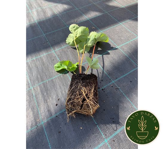 Žembraškių Kupčicha ir Penelope daigai