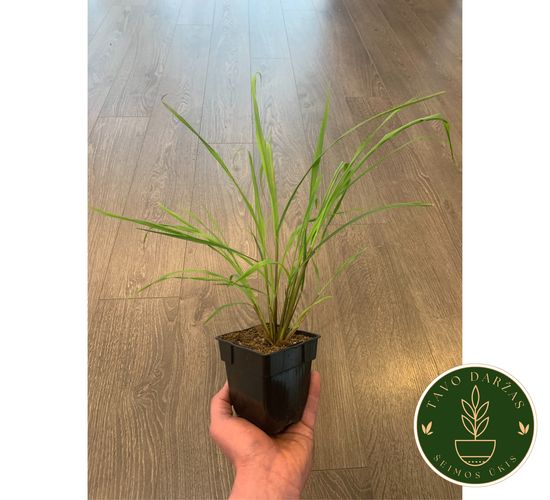 Prieskonių ir vaistažolių daigai