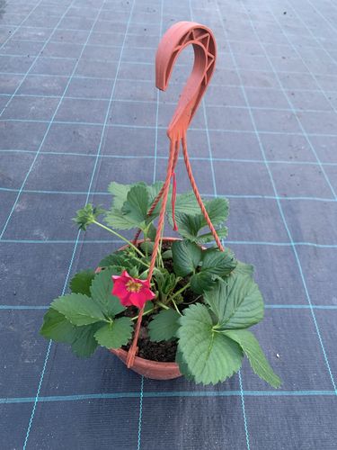 Remontantinių – svyrančių braškių daigai