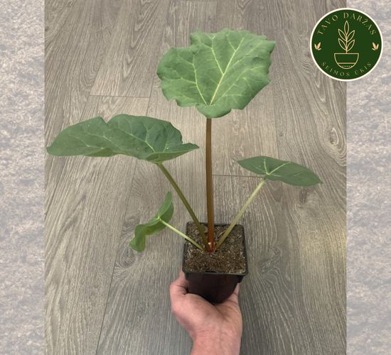 Pomidorų, agurkų, paprikų, kitų daržovių daigai