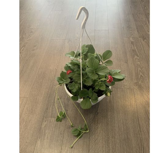 Remontantinių – svyrančių braškių daigai