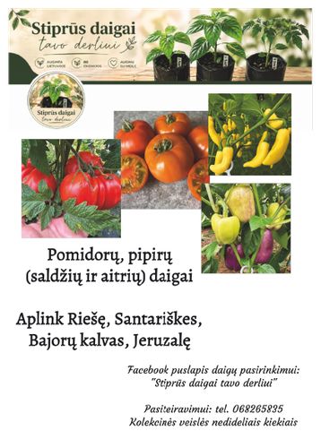 🌱 POMIDORŲ IR PIPIRŲ DAIGAI – PASIRINKIMAS PAGAL JŪSŲ POREIKĮ 🌱
