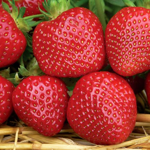 Braškių daigai 'Rumba' Elitiniai Plug plants (10vnt.)