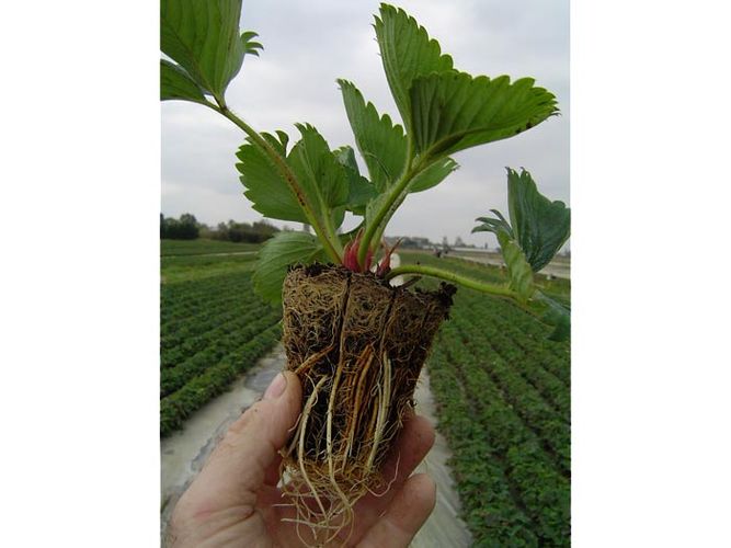 Braškių daigai 'Rumba' Elitiniai Plug plants (10vnt.)