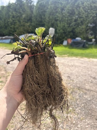 'Ostara' remontantinių braškių daigai, atviromis šaknimis (13vnt.)