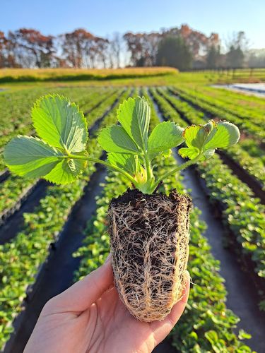 Braškių daigai 'Flair' Elitiniai Plug plants (10vnt.)