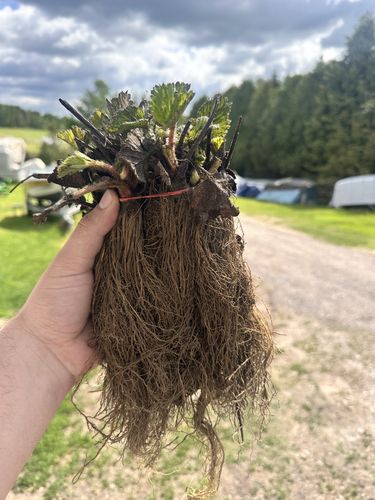 'Ostara' remontantinių braškių daigai, atviromis šaknimis (13vnt.)