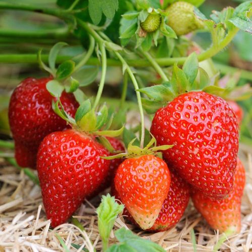 Braškių daigai 'Flair' Elitiniai Plug plants (10vnt.)