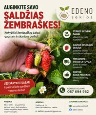 Žembraškės "Kupčicha" ir "Penelope"