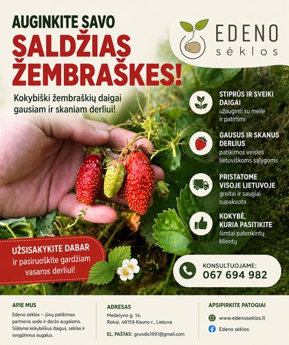 Žembraškės "Kupčicha" ir "Penelope"