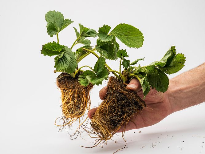 Braškių daigai 'Flair' Elitiniai Plug plants (10vnt.)