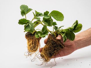 Braškių daigai 'Flair' Elitiniai Plug plants (10vnt.)