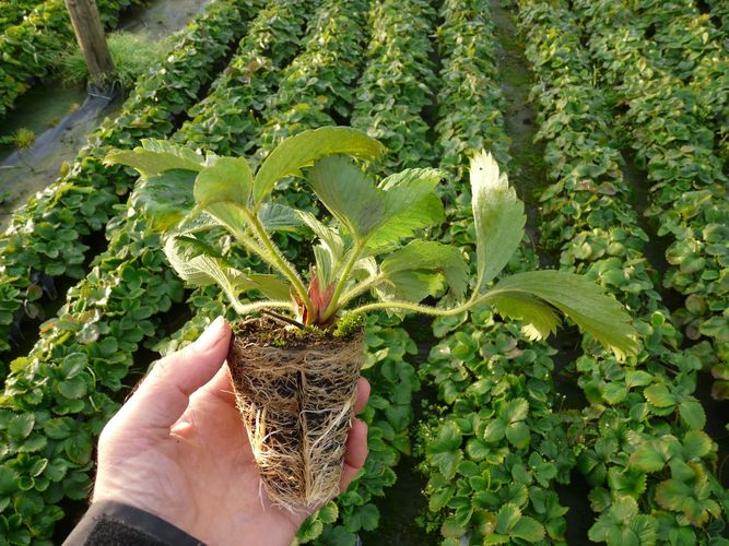 Braškių daigai 'Flair' Elitiniai Plug plants (10vnt.)