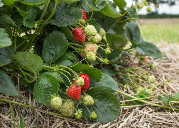 'Hademar' remontantinių braškių daigai, atviromis šaknimis (13vnt.)