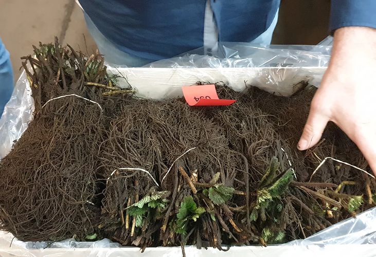 'Dahli' braškių daigai, atviromis šaknimis (13vnt.)