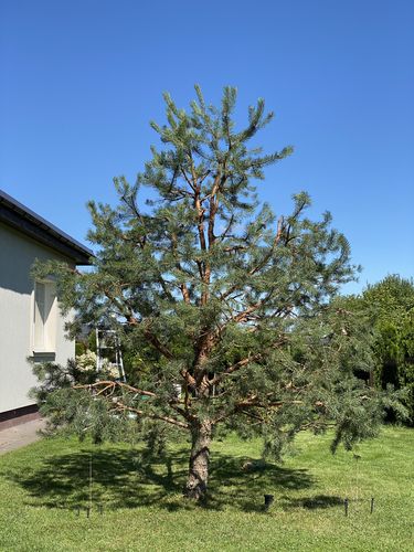 Augalų formavimas Vilniuje